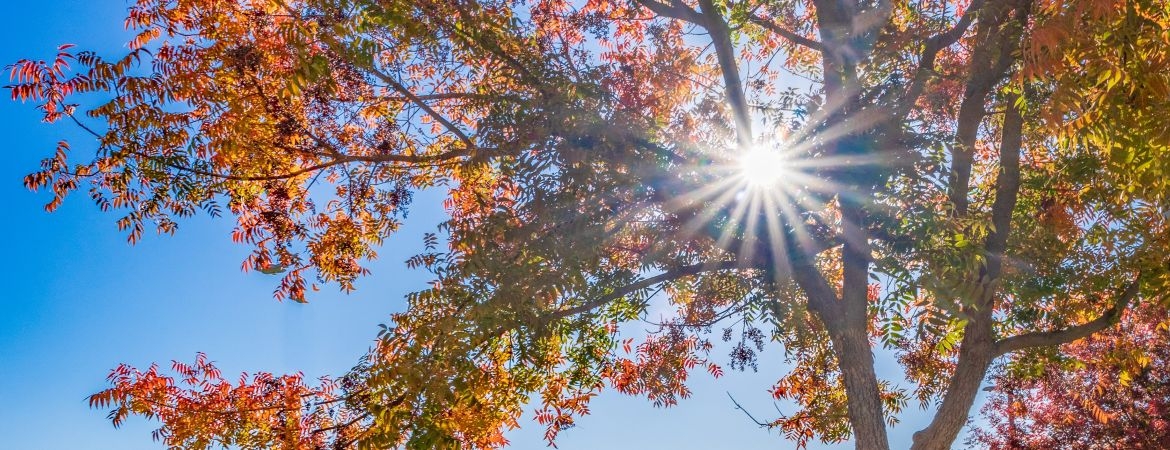 Sun shines through orange and yellow leaves of a maple tree in autumn.
