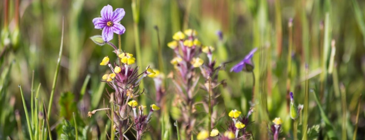Small purple flowers against an out of focus grass background